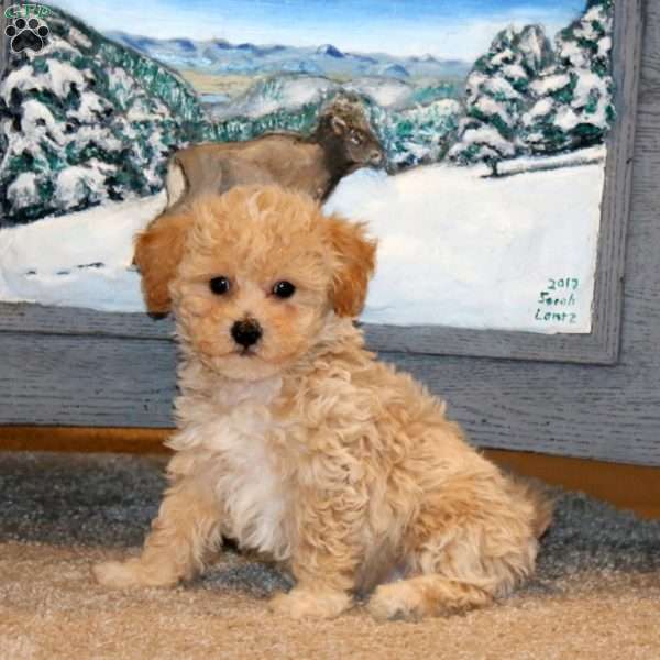 Ajay, Bich-Poo Puppy