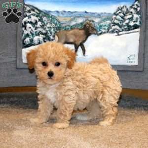 Ajay, Bich-Poo Puppy