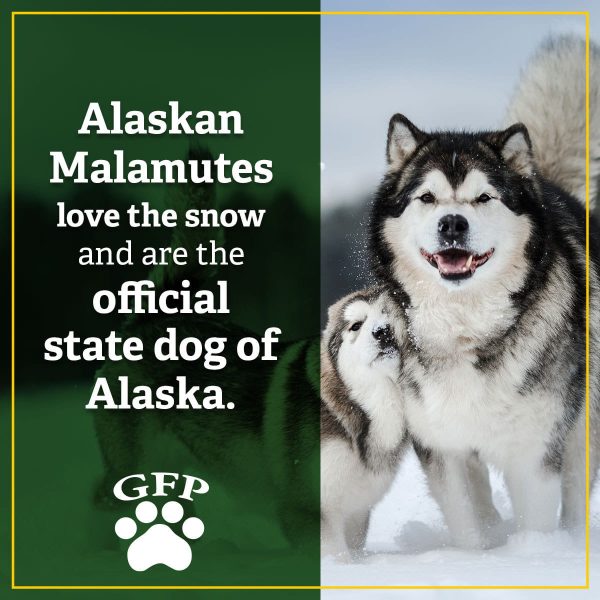 Alaskan malamute adult and puppy in the snow, text on image reads, Alaskan Malamutes love the snow and are the official state dog of Alaska