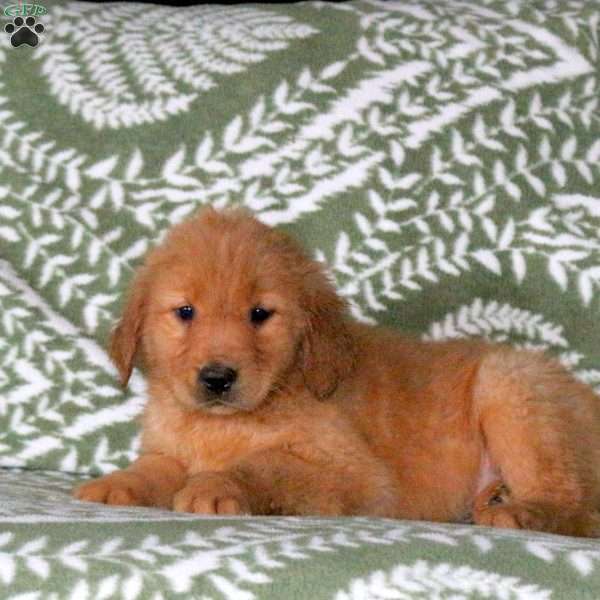 Alex, Golden Retriever Puppy