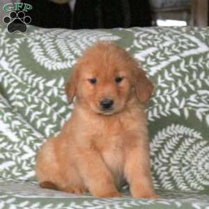 Alex, Golden Retriever Puppy