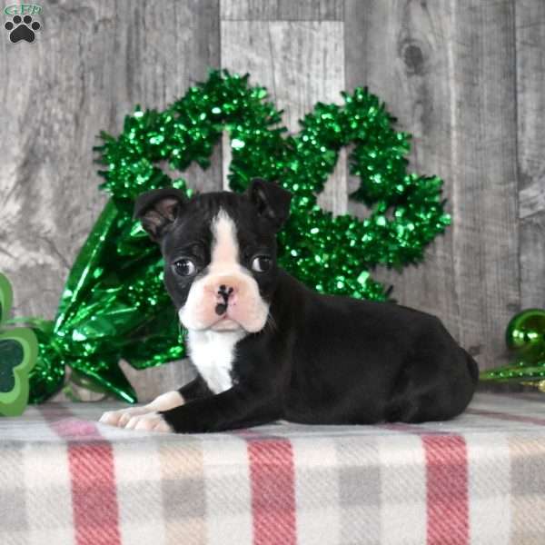 Alfie, Boston Terrier Puppy