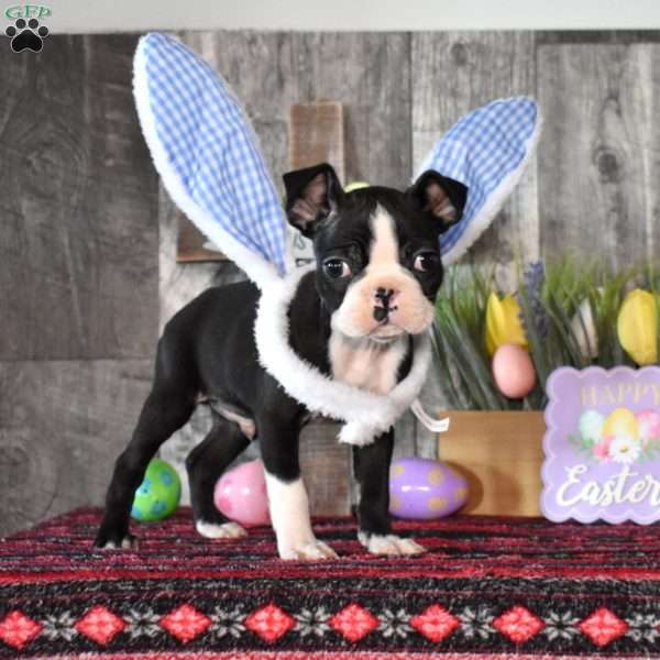 Alfie, Boston Terrier Puppy
