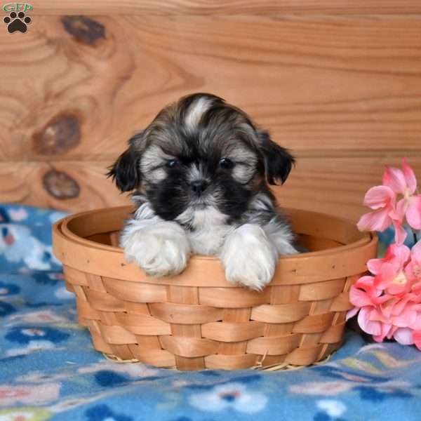 Alfie, Shih Tzu Puppy