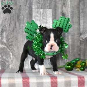 Alfie, Boston Terrier Puppy