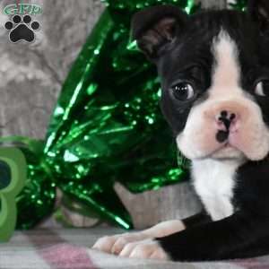 Alfie, Boston Terrier Puppy