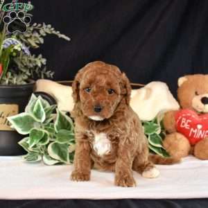 Ali, Cavapoo Puppy
