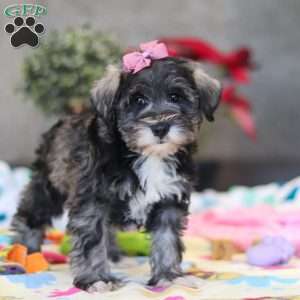 Alice, Miniature Schnauzer Puppy