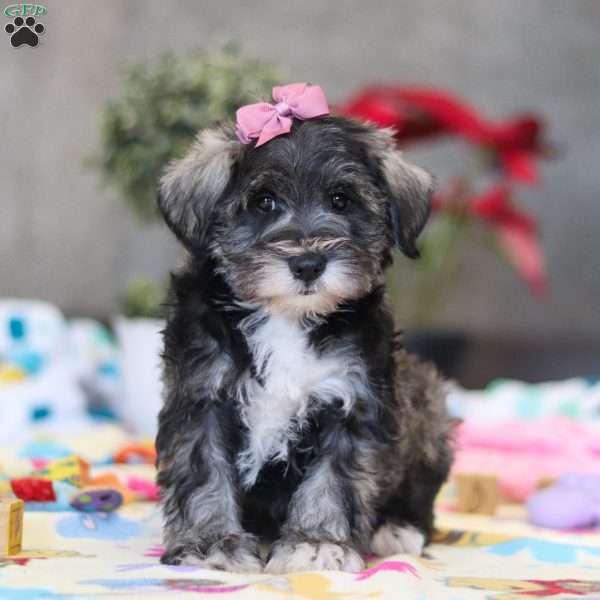Alice, Miniature Schnauzer Puppy
