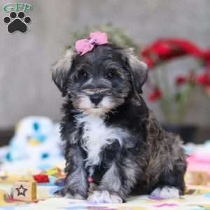 Alice, Miniature Schnauzer Puppy