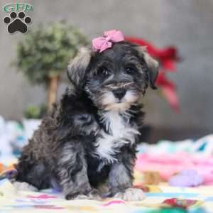 Alice, Miniature Schnauzer Puppy