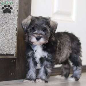 Alice, Miniature Schnauzer Puppy