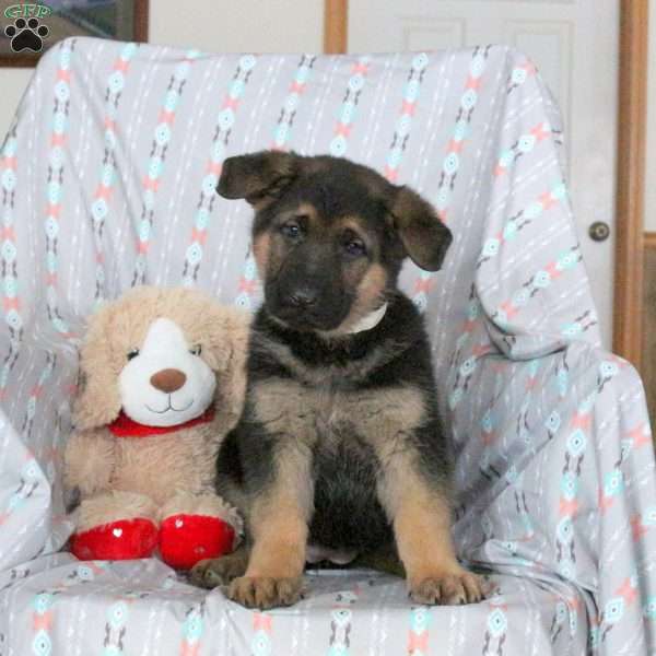 Alice, German Shepherd Puppy