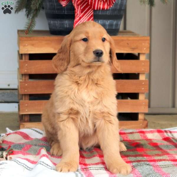 Alice, Golden Retriever Puppy