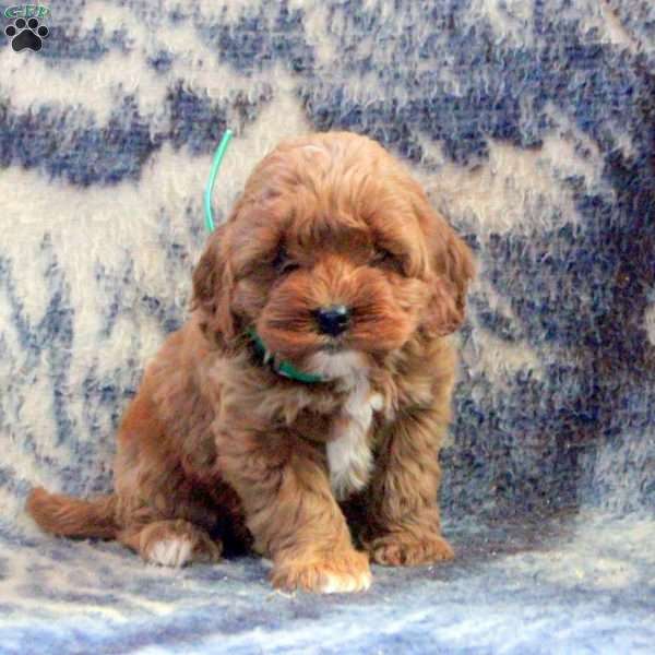 Alice, Cockapoo Puppy