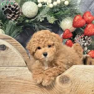 Alice, Bich-Poo Puppy