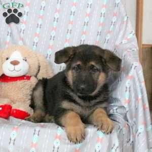 Alice, German Shepherd Puppy