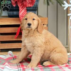 Alice, Golden Retriever Puppy