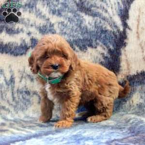 Alice, Cockapoo Puppy