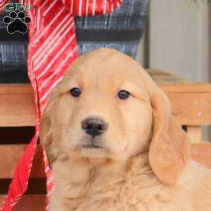Alice, Golden Retriever Puppy