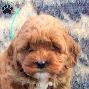 Alice, Cockapoo Puppy