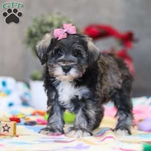 Alice, Miniature Schnauzer Puppy