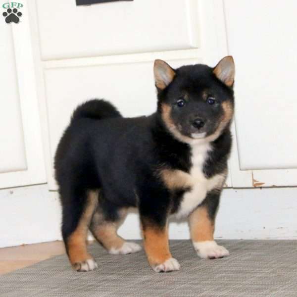 Alisha, Shiba Inu Puppy