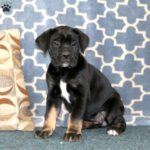 Alisha, Cane Corso Puppy