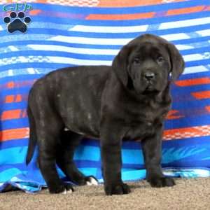 Alisha, English Mastiff Puppy