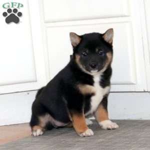 Alisha, Shiba Inu Puppy