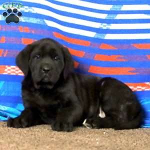 Alisha, English Mastiff Puppy