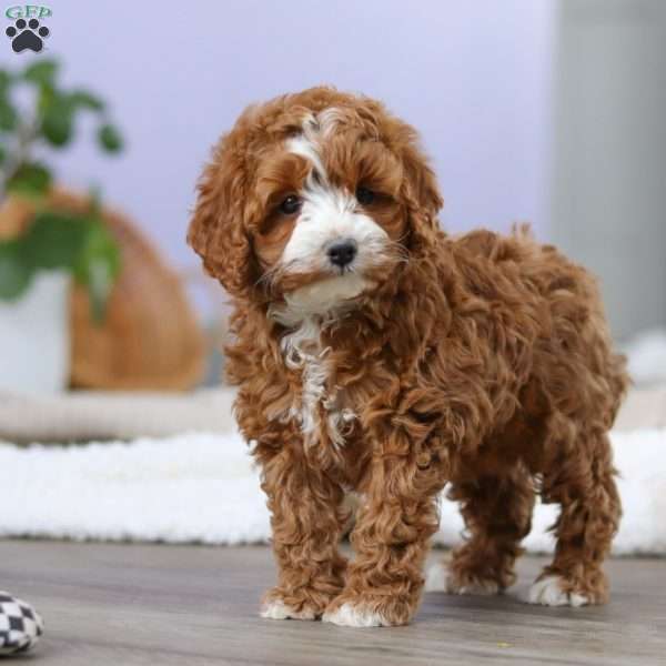 Alison, Cockapoo Puppy