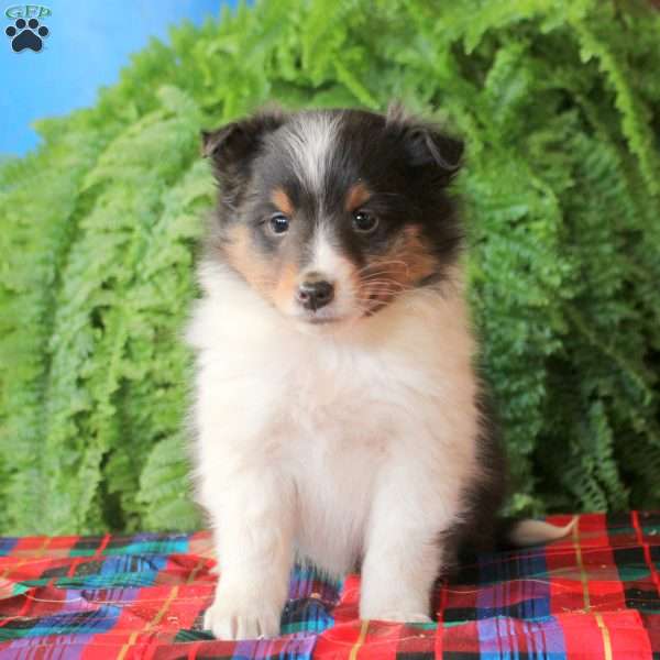 Alistair, Sheltie Puppy