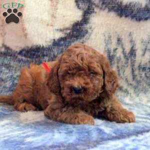 Allen, Cockapoo Puppy