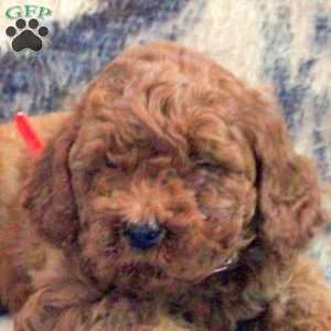 Allen, Cockapoo Puppy