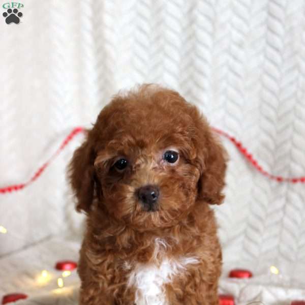 Allie, Toy Poodle Puppy