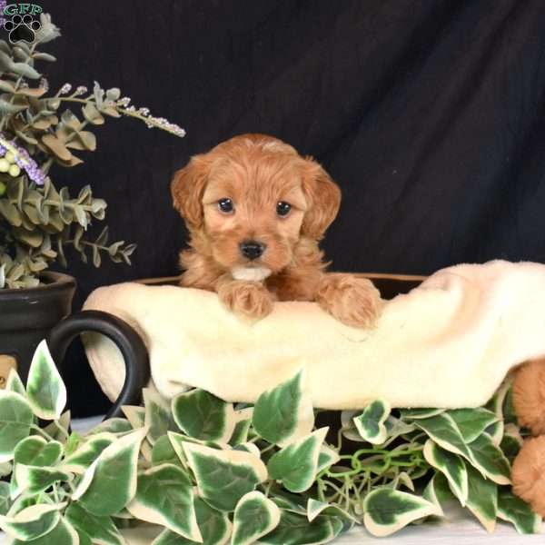 Almond Joy, Cavapoo Puppy