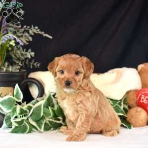 Almond Joy, Cavapoo Puppy