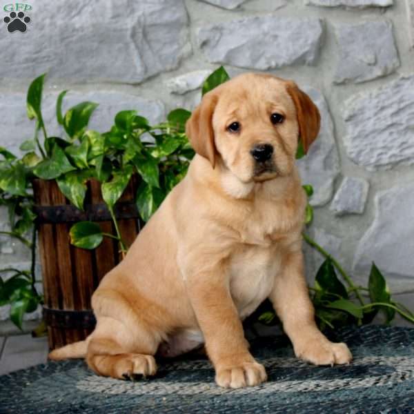 Amber, Yellow Labrador Retriever Puppy