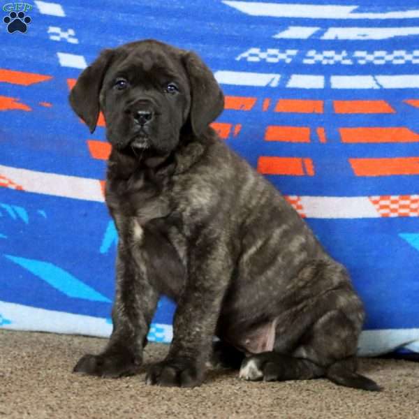 Amber, English Mastiff Puppy