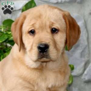 Amber, Yellow Labrador Retriever Puppy