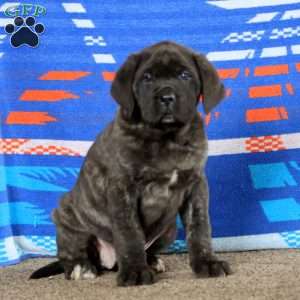 Amber, English Mastiff Puppy
