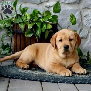 Amber, Yellow Labrador Retriever Puppy