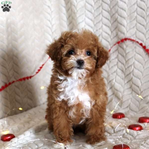 Amber, Toy Poodle Puppy