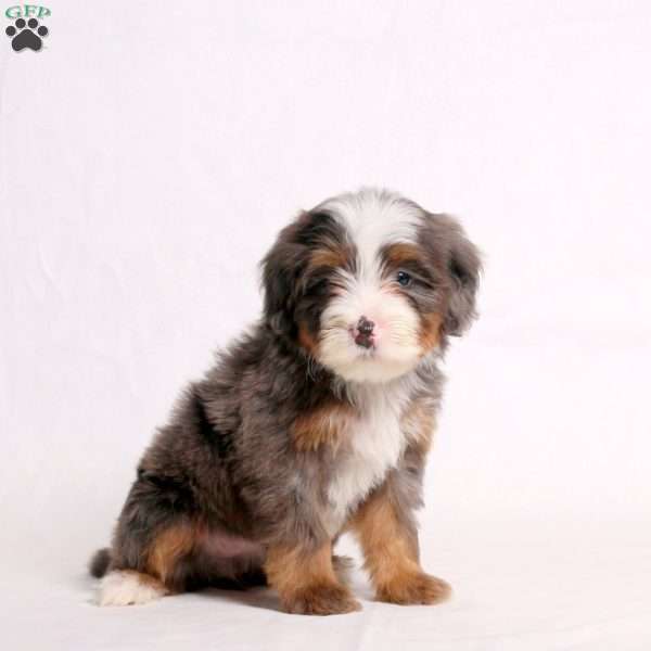 Amelia, Mini Bernedoodle Puppy