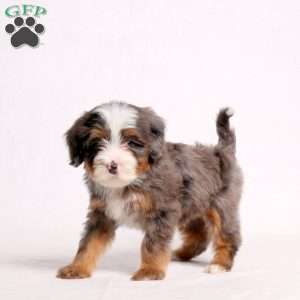 Amelia, Mini Bernedoodle Puppy