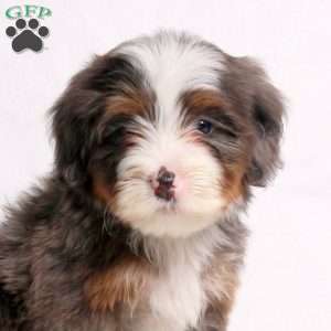 Amelia, Mini Bernedoodle Puppy