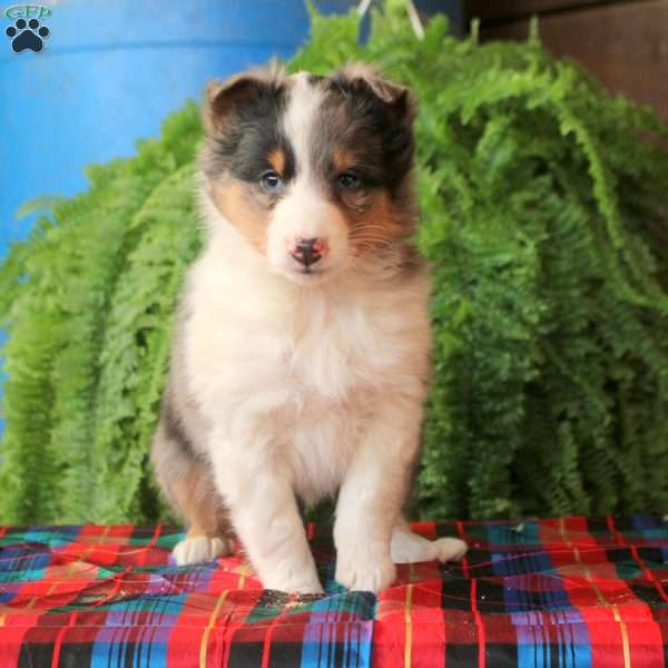 Amy, Sheltie Puppy