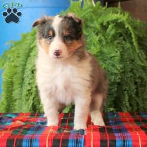 Amy, Sheltie Puppy