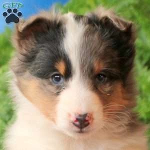 Amy, Sheltie Puppy